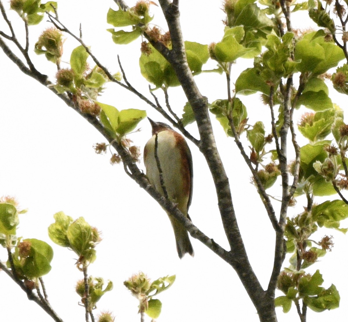 Bay-breasted Warbler - ML574071261
