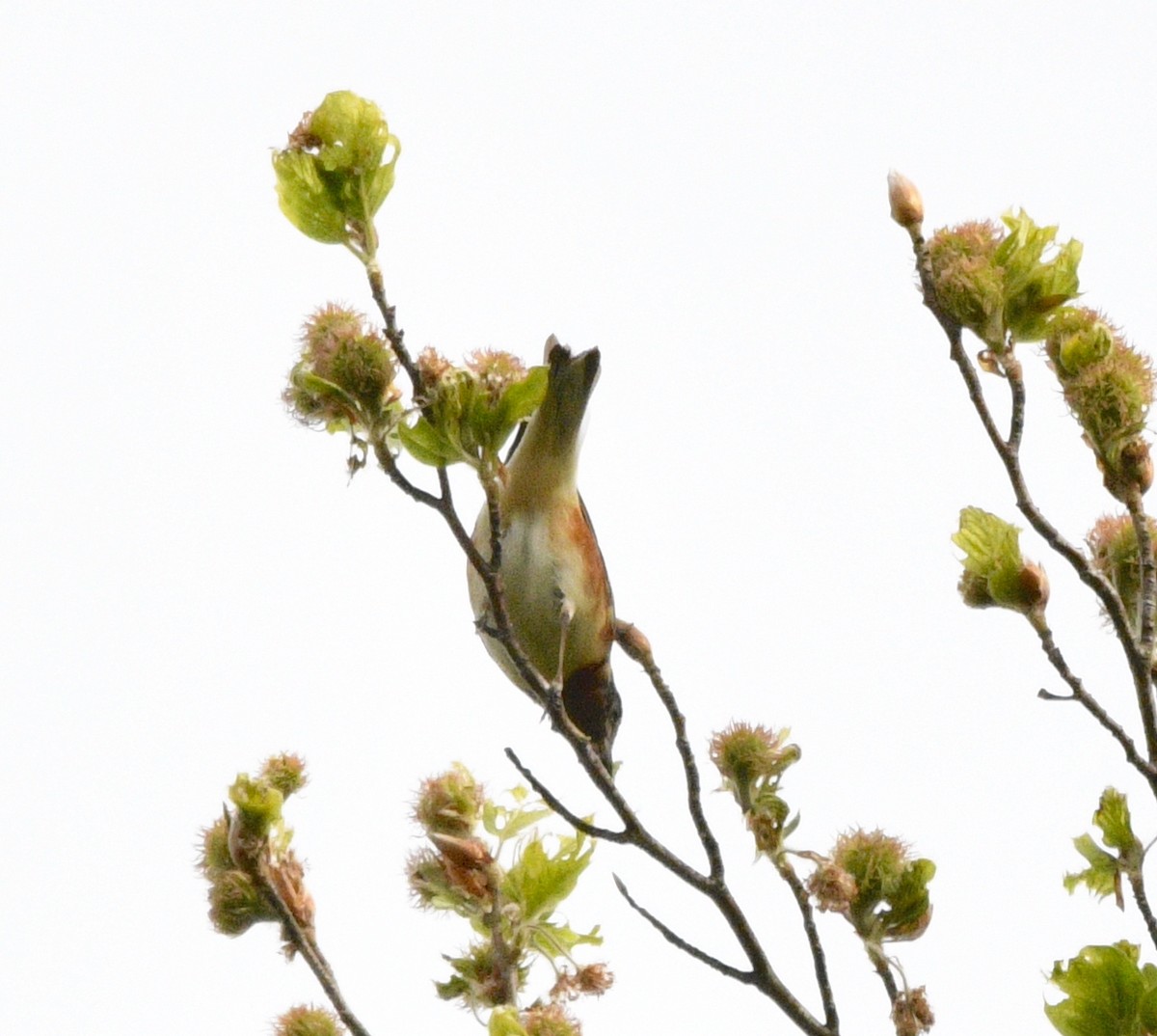 Bay-breasted Warbler - ML574071281