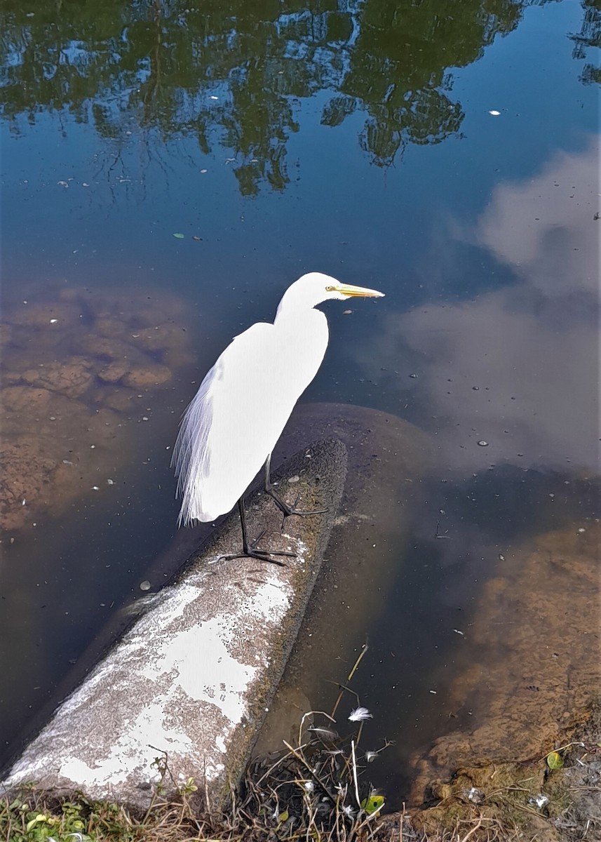 Great Egret - Hostília Gussoni