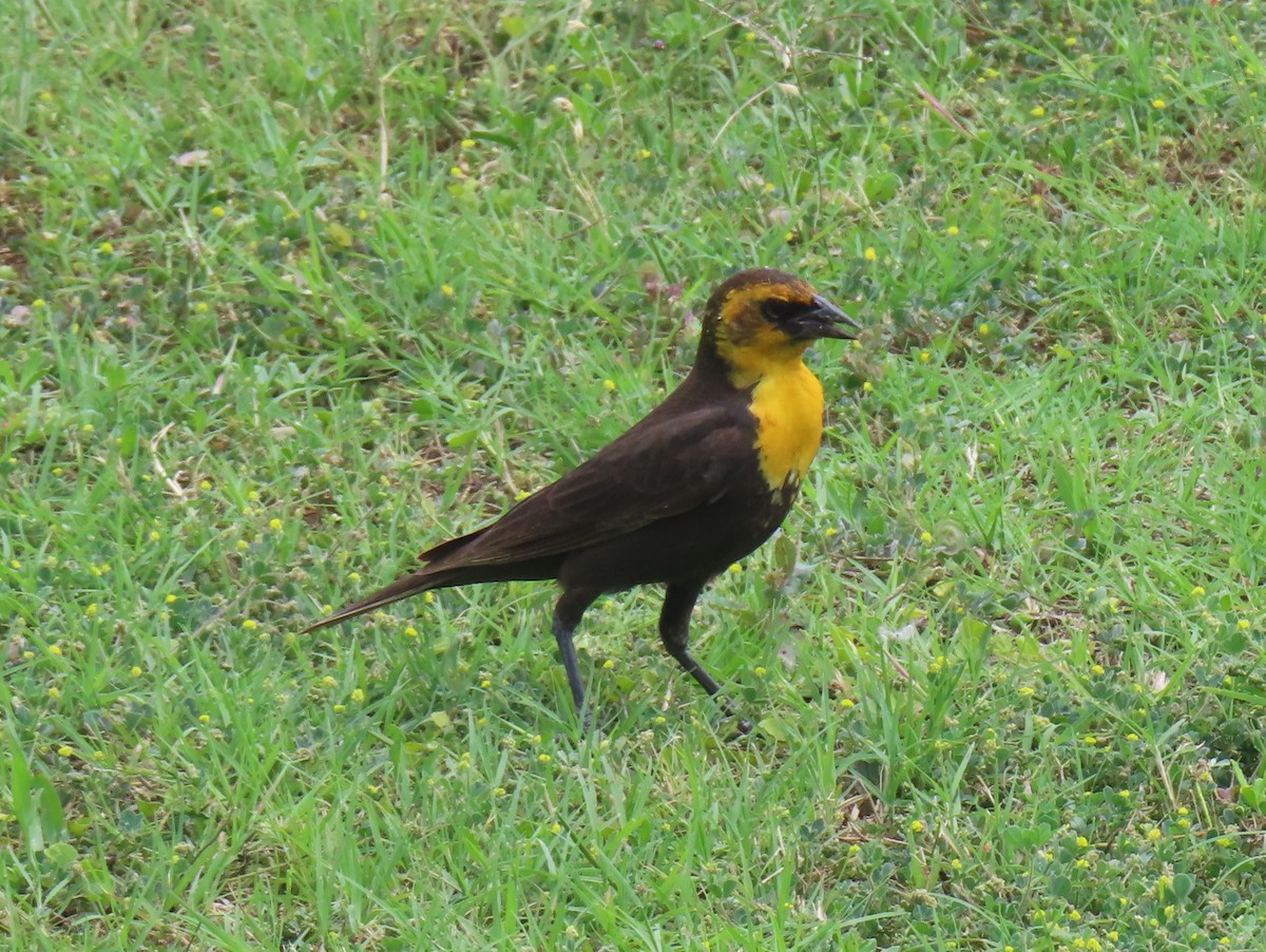 Yellow-headed Blackbird - ML574075391