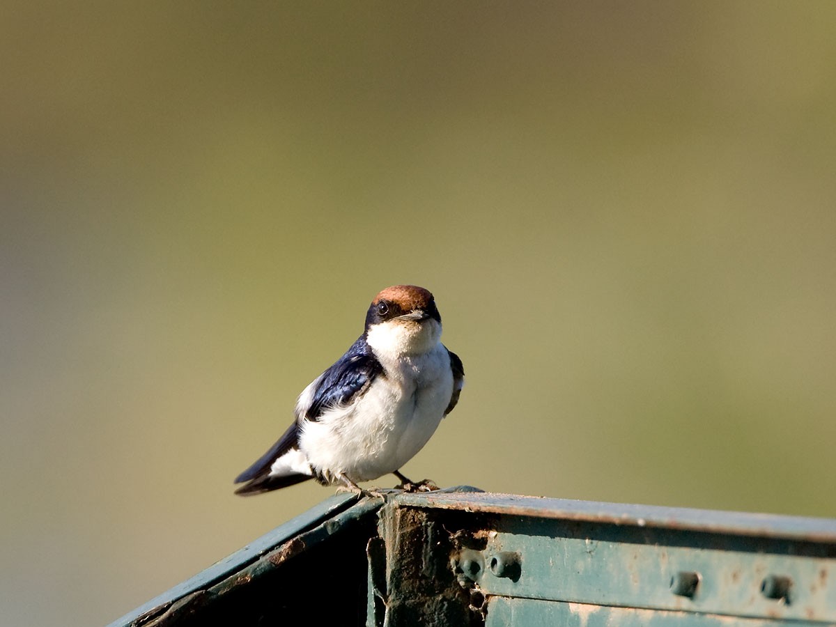 Wire-tailed Swallow - Bruce Ward-Smith