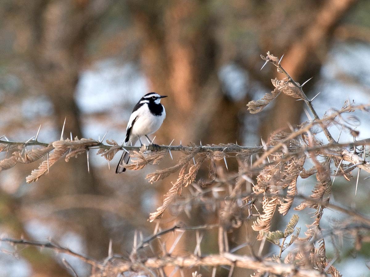 African Pied Wagtail - Bruce Ward-Smith