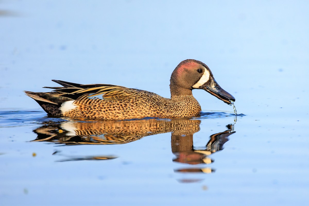 Blue-winged Teal - ML574082171