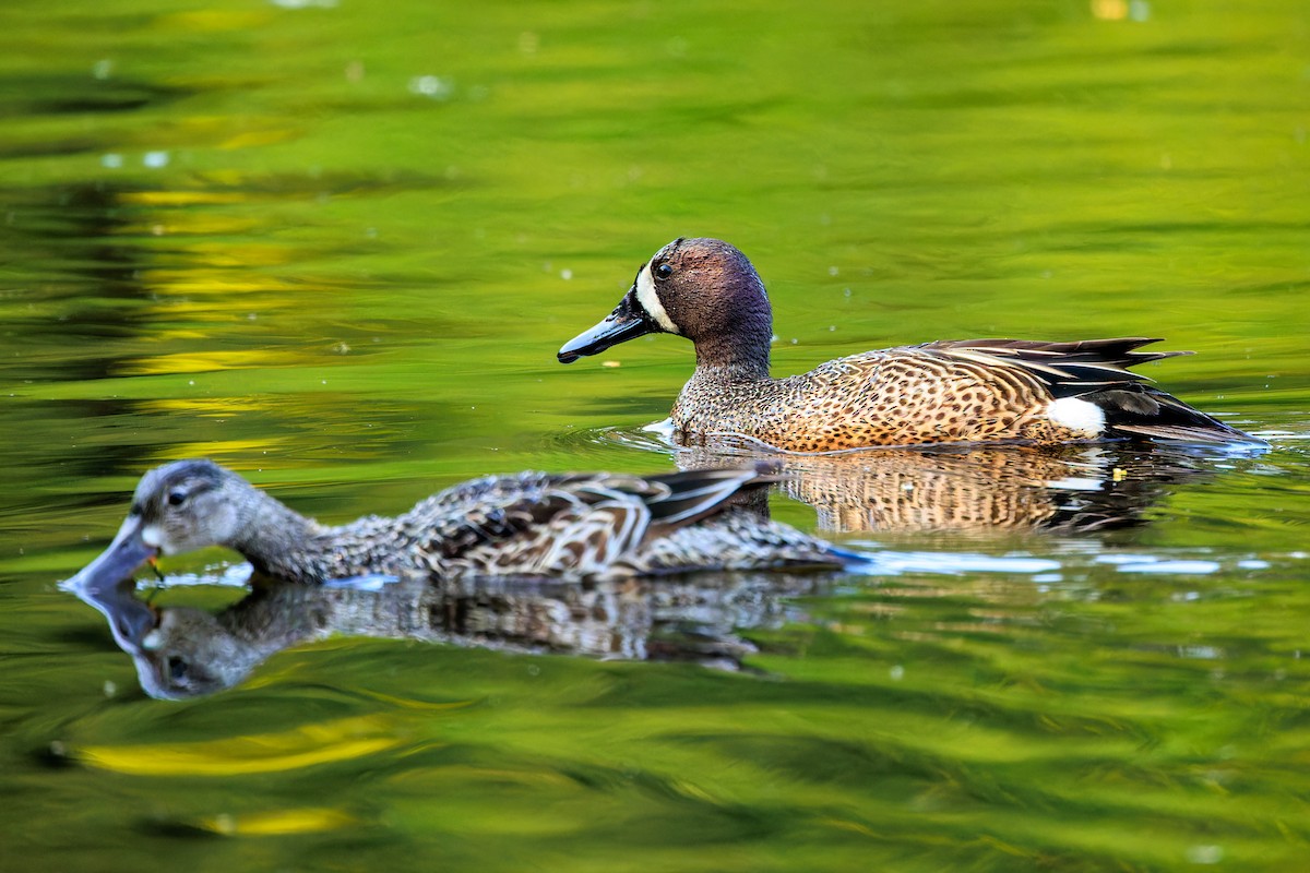 Blue-winged Teal - ML574082191
