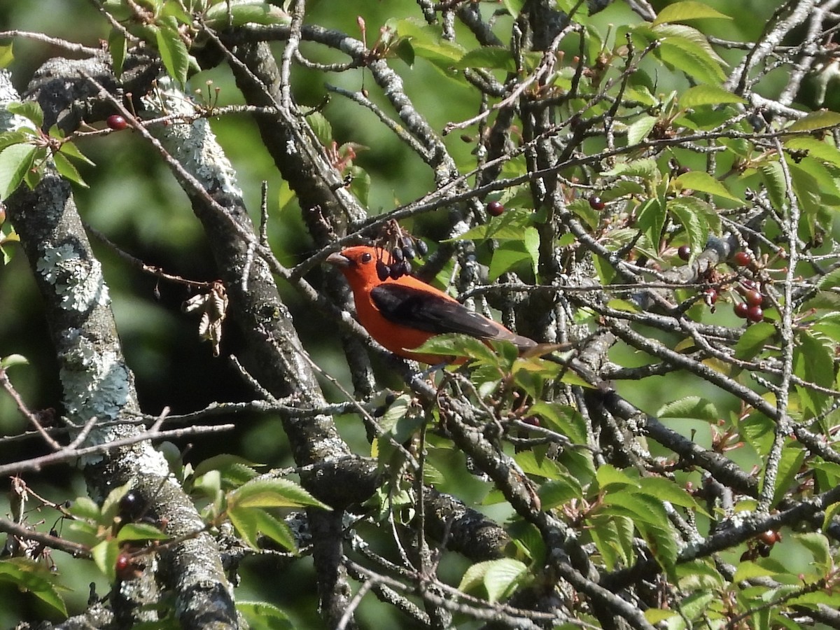 Scarlet Tanager - ML574082811