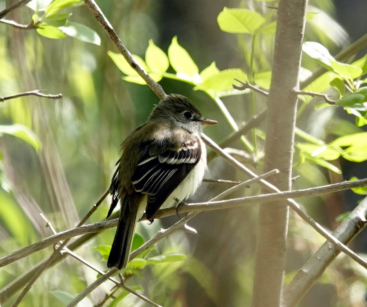 eBird Checklist 18 May 2023 Boisé du Marais 50 species