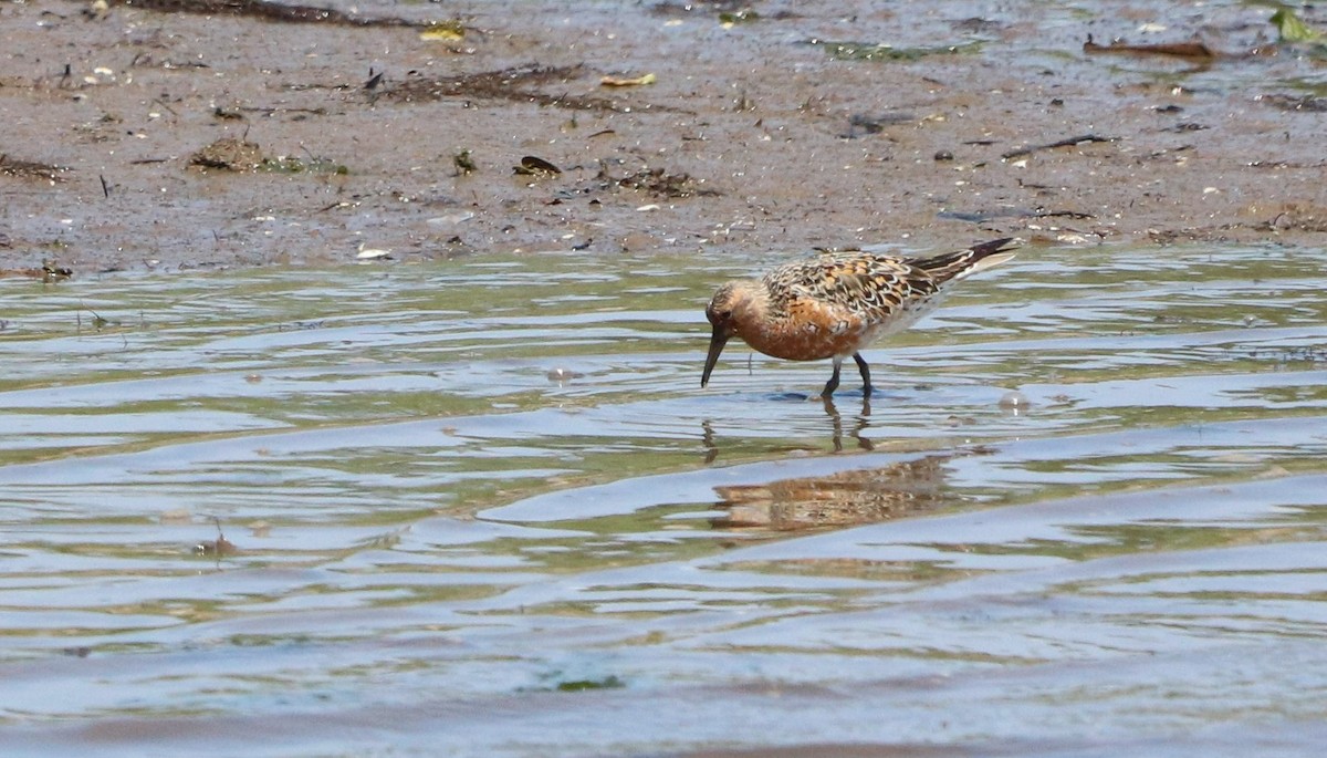Red Knot - ML574085491