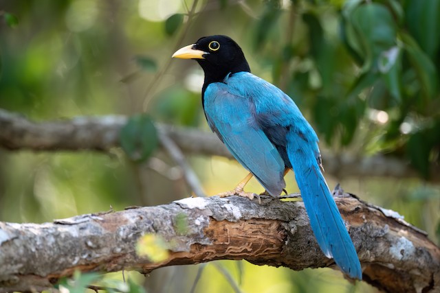 Yucatan Jay