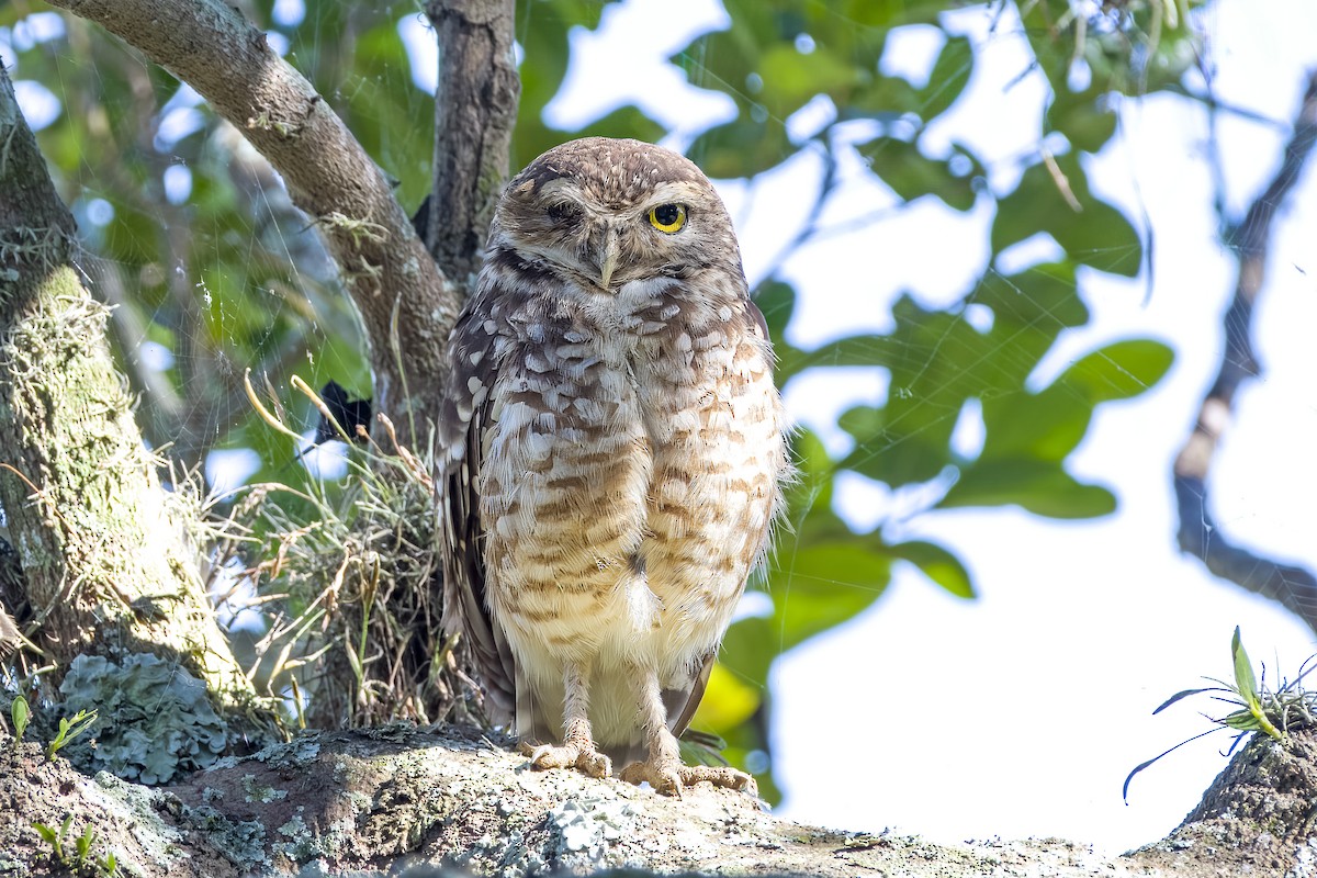 Burrowing Owl - ML574092231