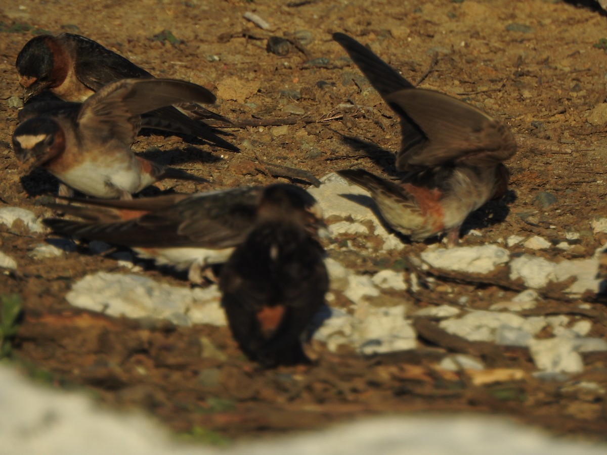 eBird Checklist 17 May 2023 Wilbur RdBoat Launch to Nelson 10