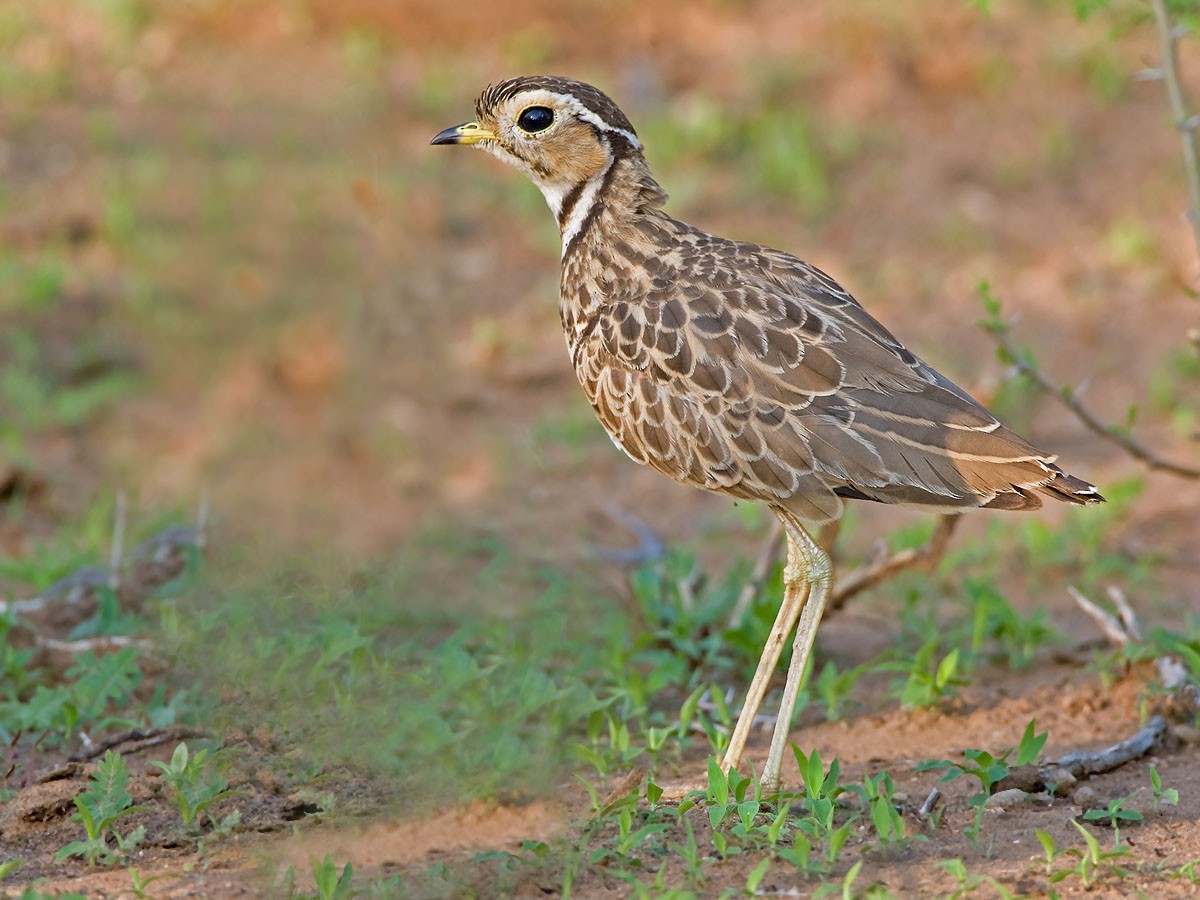 Three-banded Courser - ML57409281