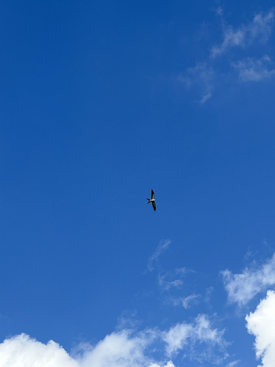 Swallow-tailed Kite - ML574096701