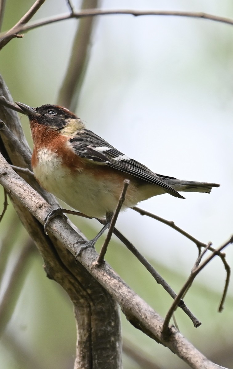 Bay-breasted Warbler - ML574099091