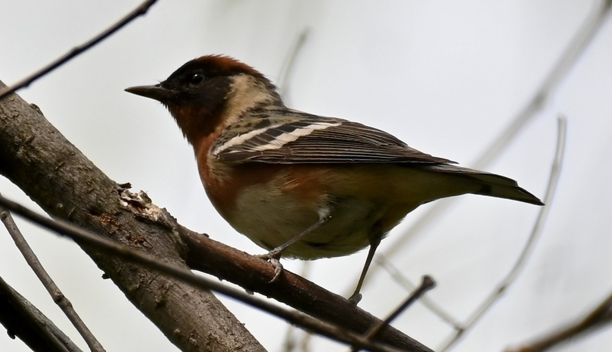 Bay-breasted Warbler - ML574099101