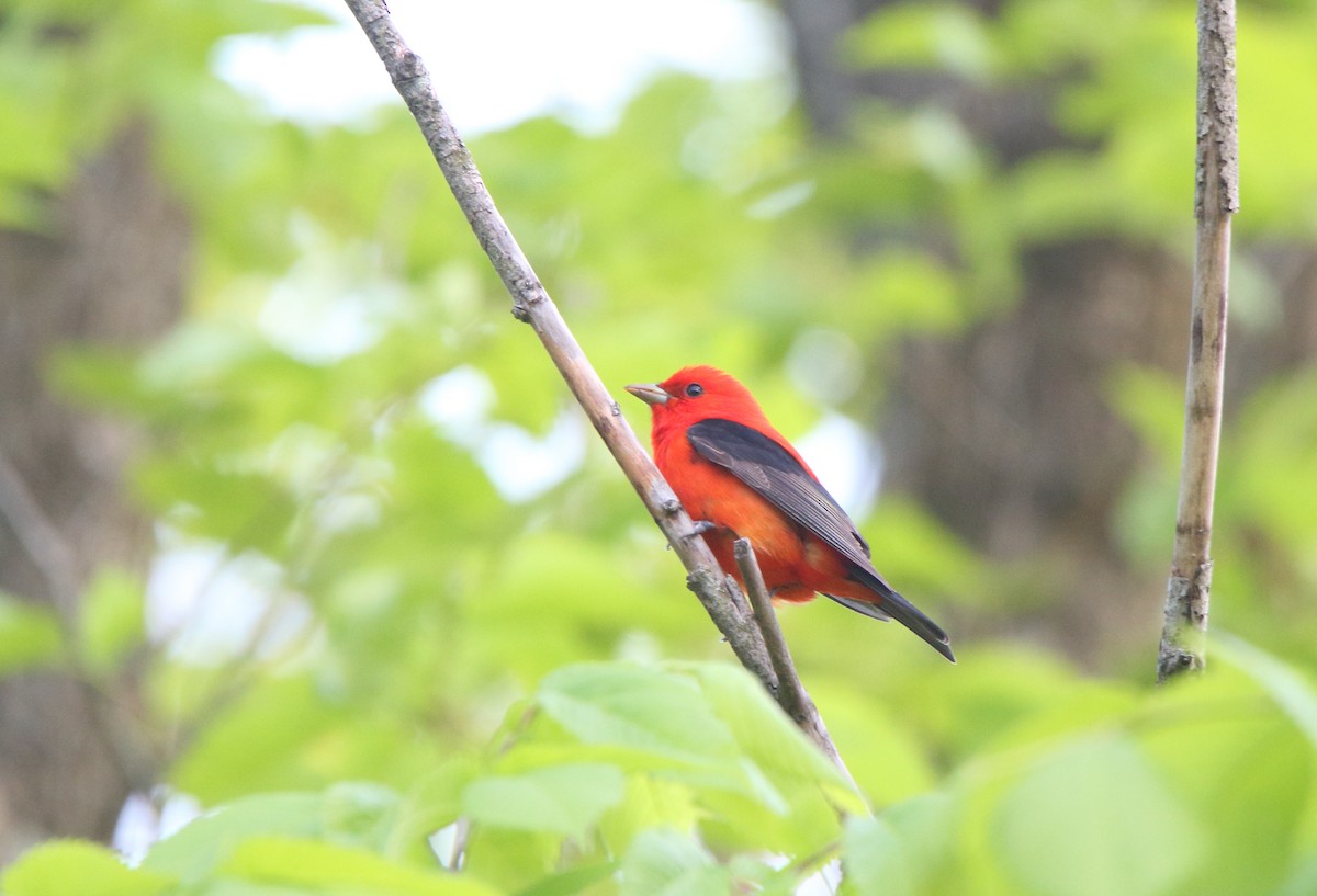 Scarlet Tanager - ML574102181