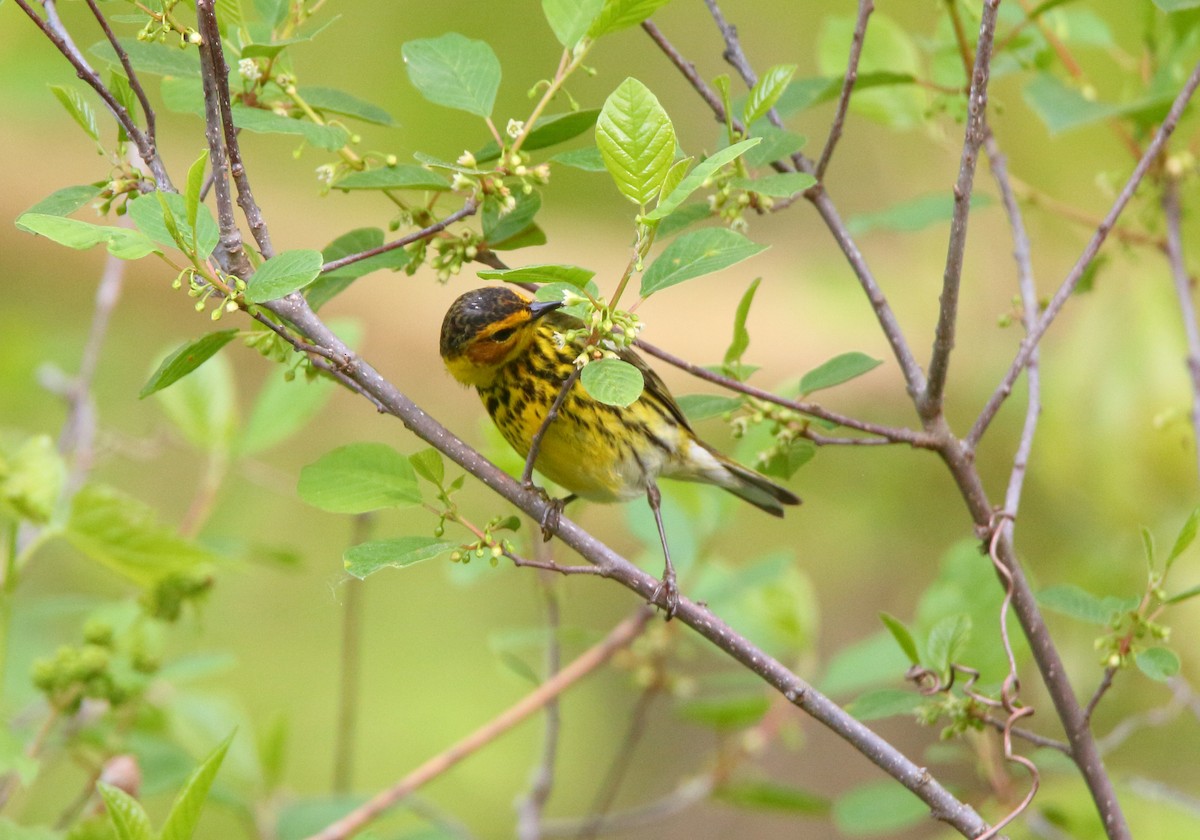 Cape May Warbler - ML574103771