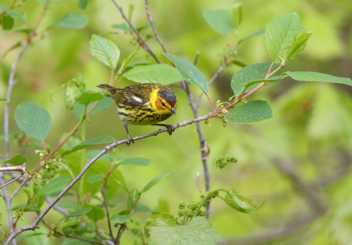 Cape May Warbler - Jake Balmuth