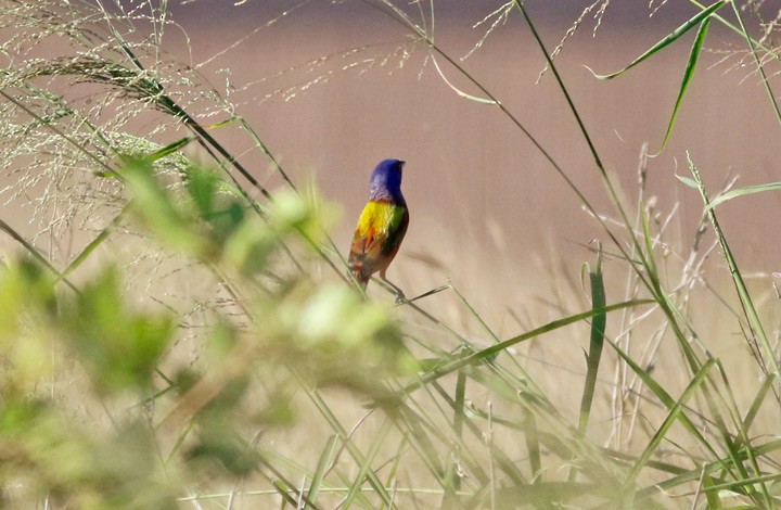 Painted Bunting - ML57410601