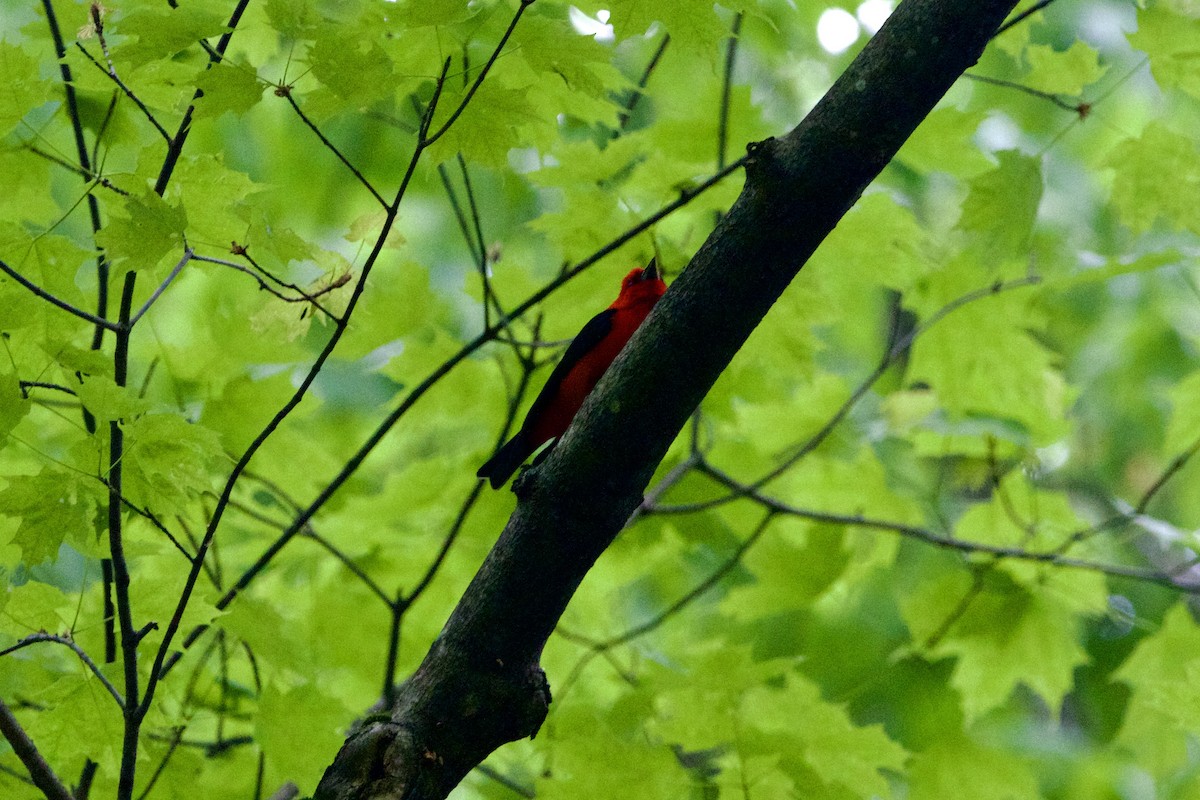 Scarlet Tanager - ML574106541
