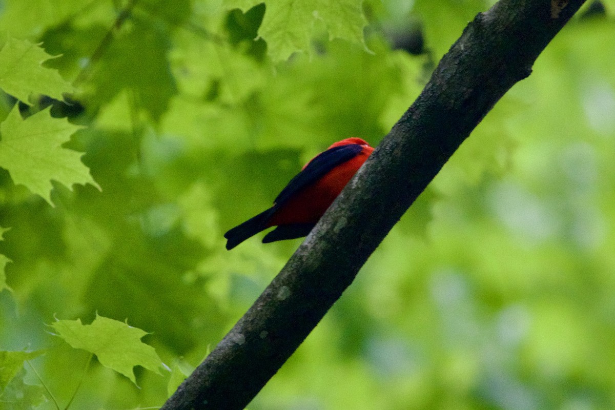 Scarlet Tanager - ML574106561