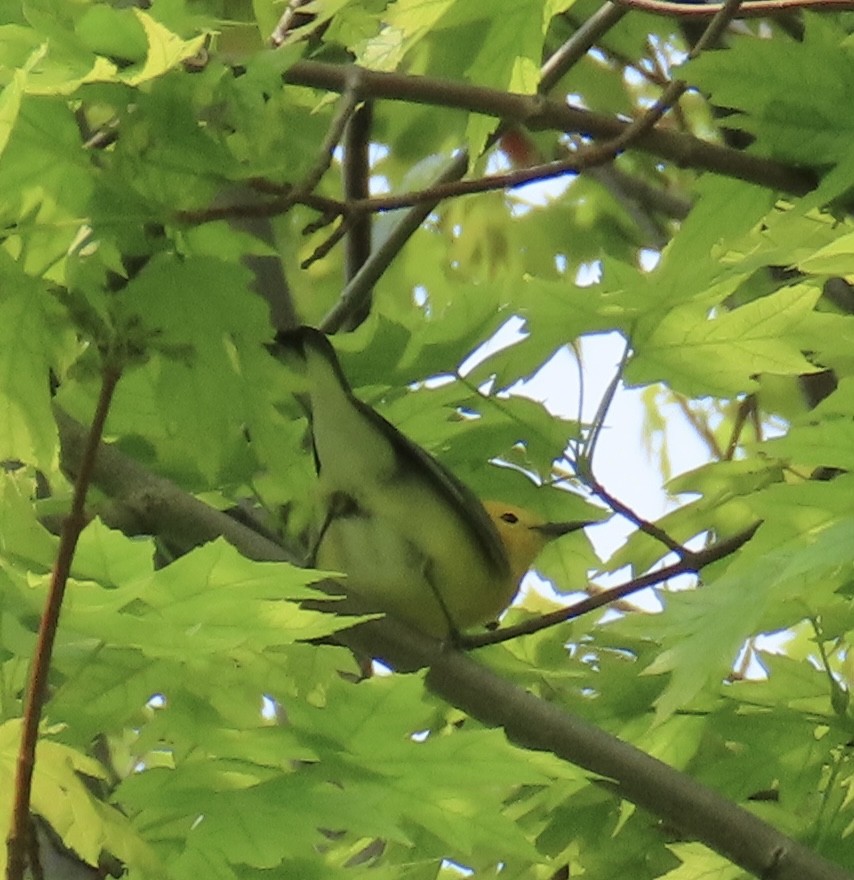 Prothonotary Warbler - ML574106641