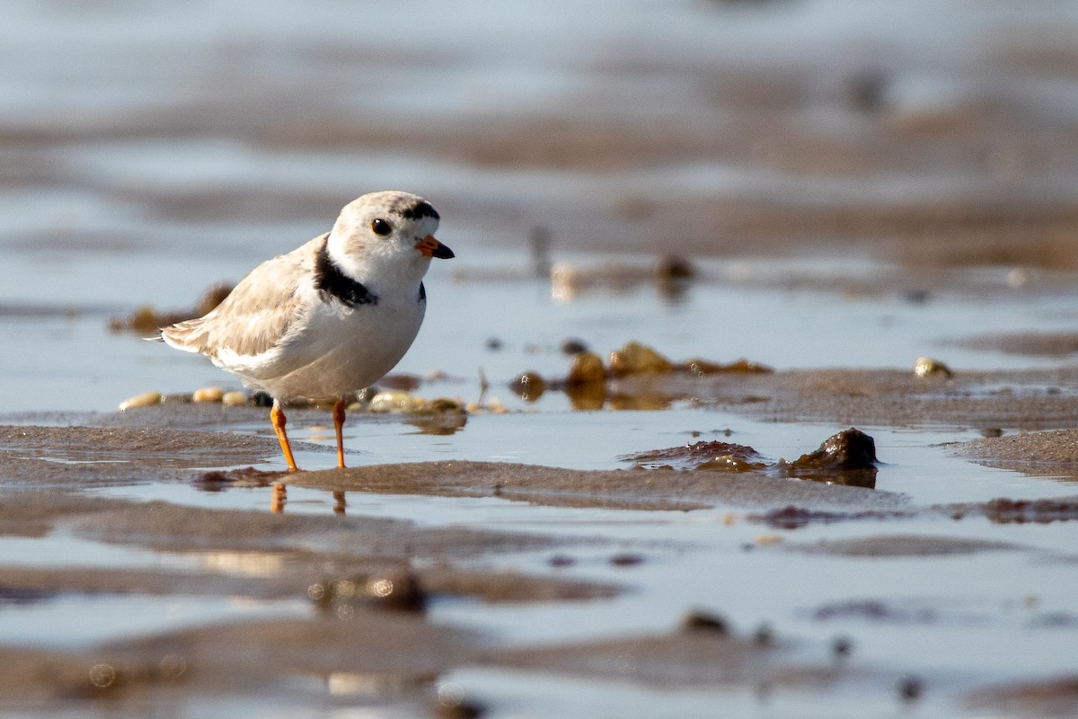 Piping Plover - ML574107411