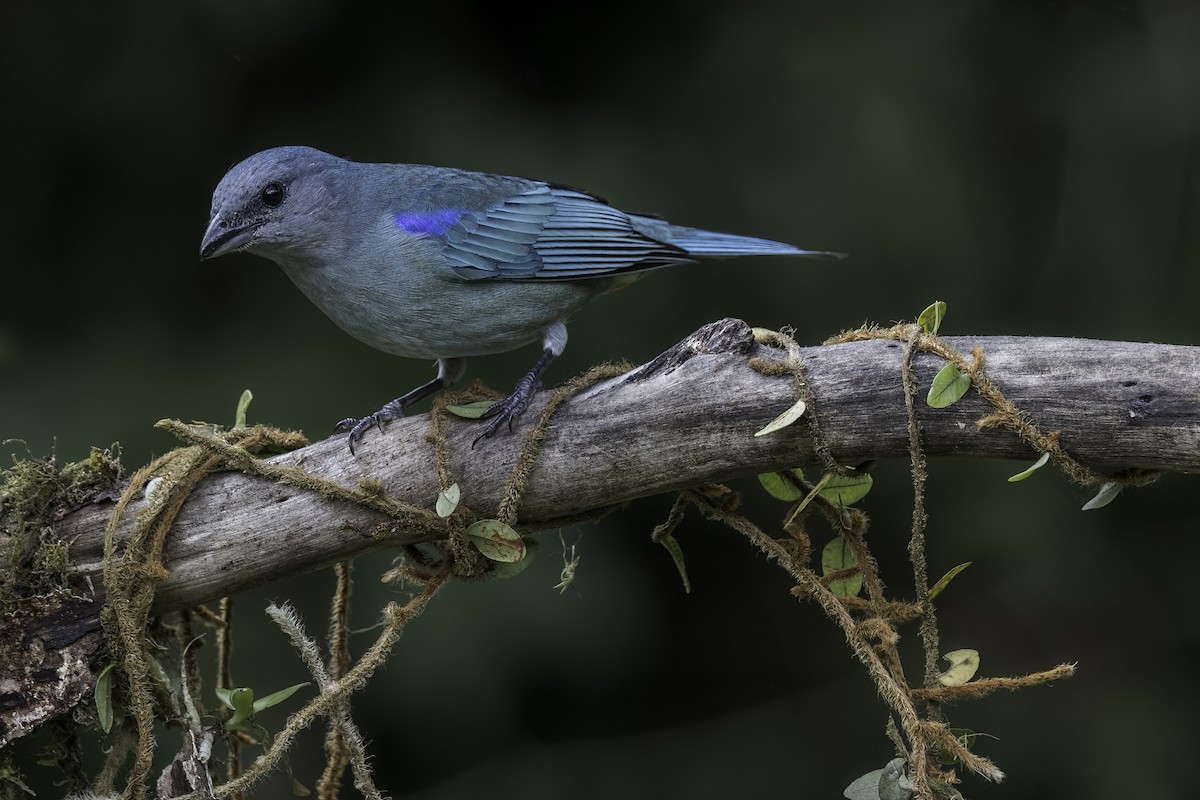 Azure-shouldered Tanager - Thelma Gátuzzô