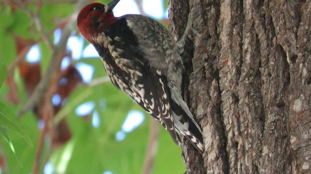 Red-breasted Sapsucker (daggetti) - ML574115561