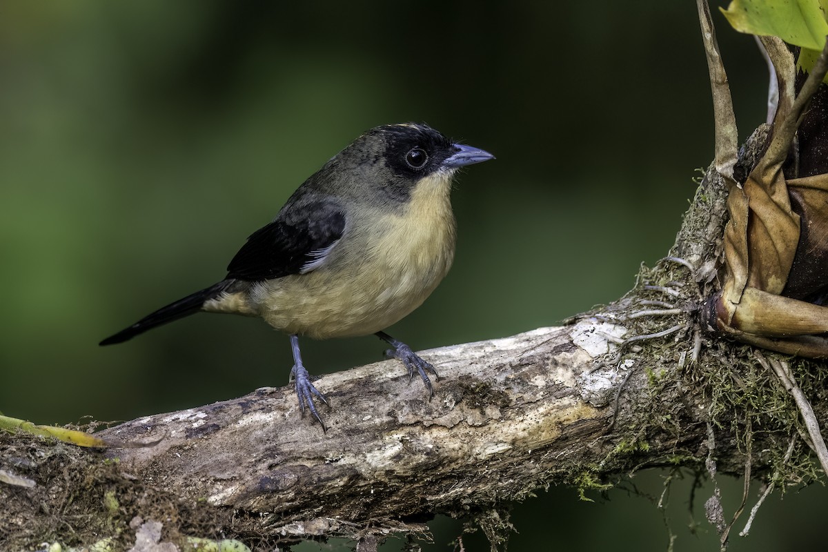 Black-goggled Tanager - ML574115631
