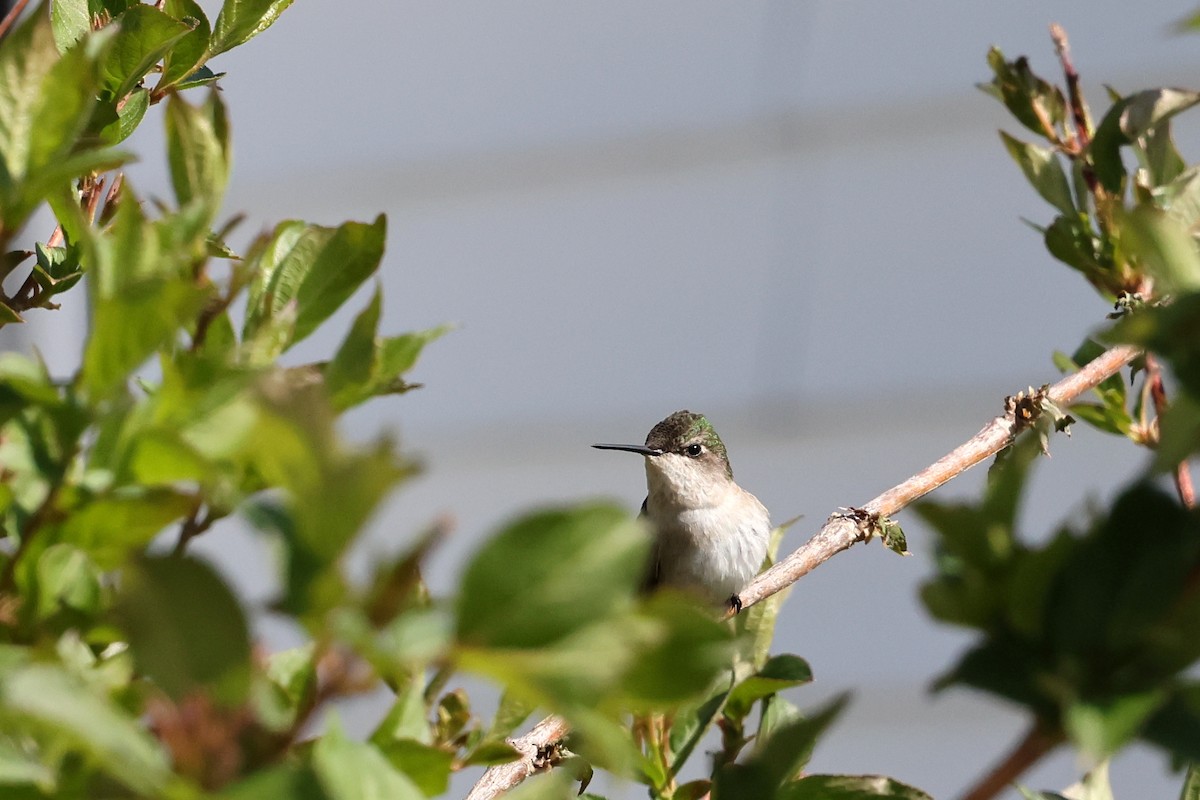 Ruby-throated Hummingbird - ML574118171