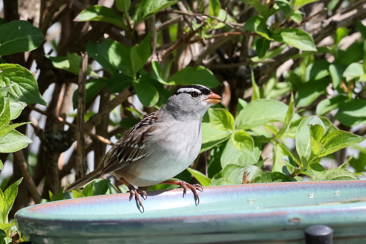 White-crowned Sparrow - ML574118341