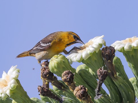 Bullock's Oriole - eBird