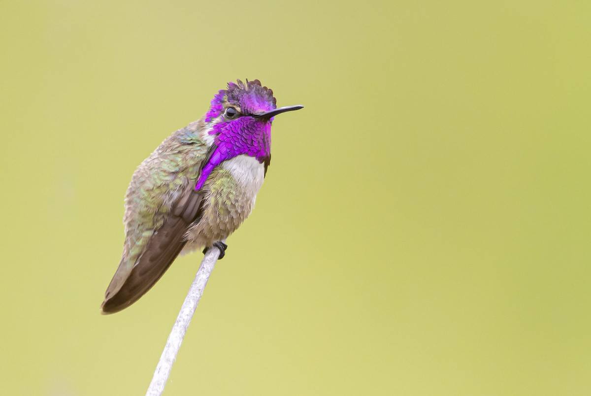 Costa's Hummingbird - ML574123081