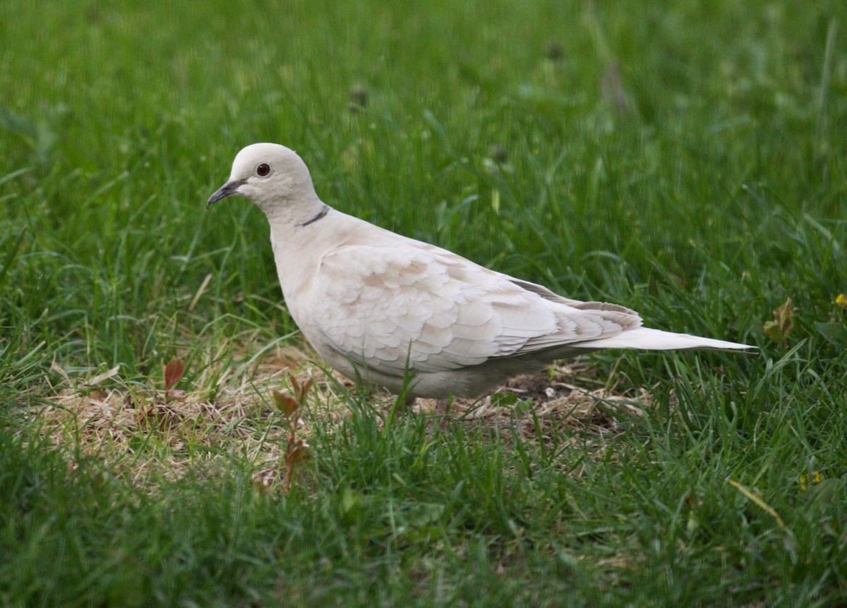 Eurasian Collared-Dove - ML574123791