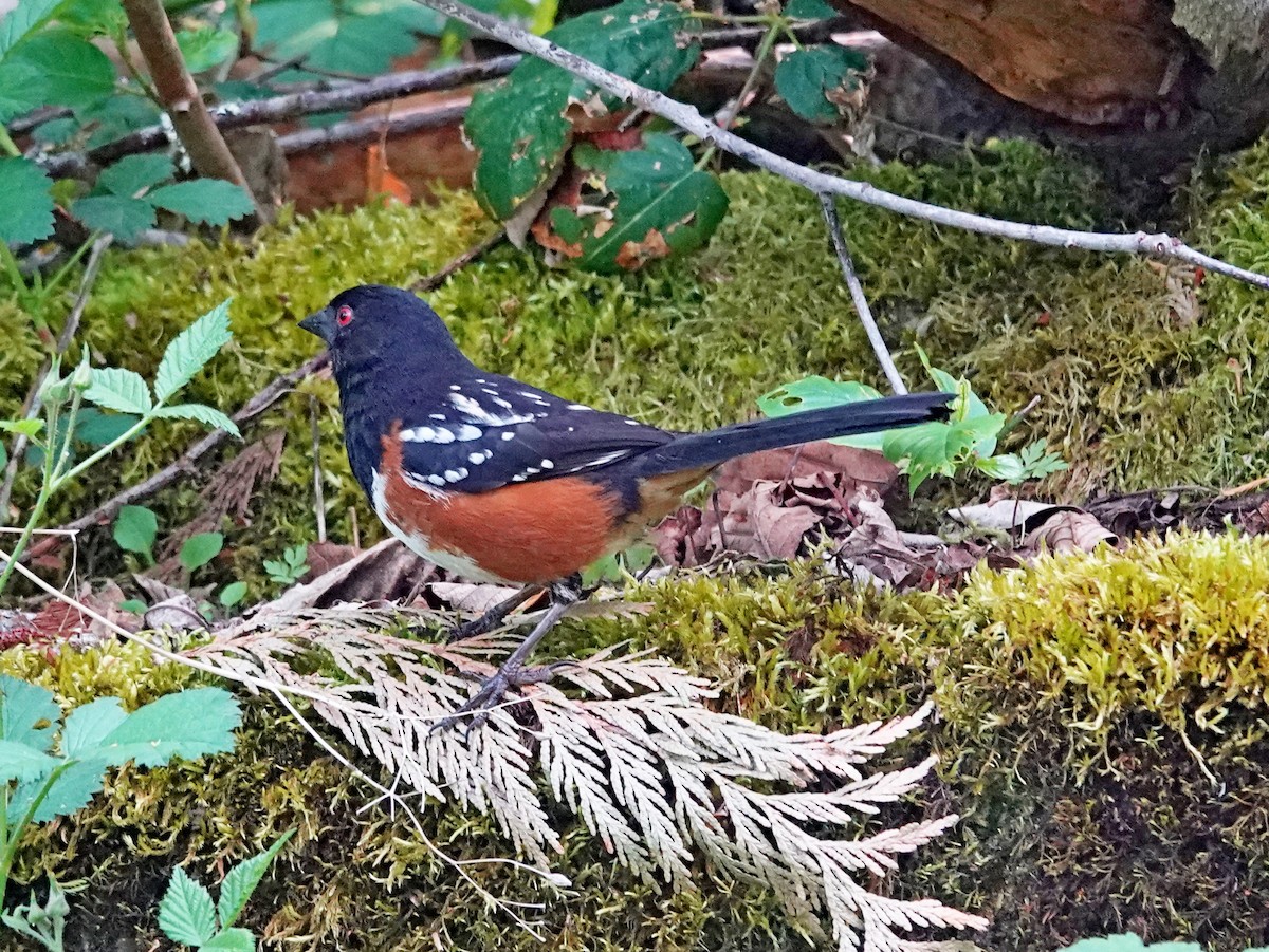 Spotted Towhee - ML574125731