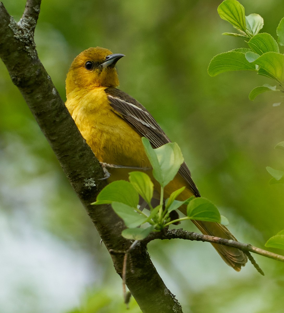 Orchard Oriole - ML574126141