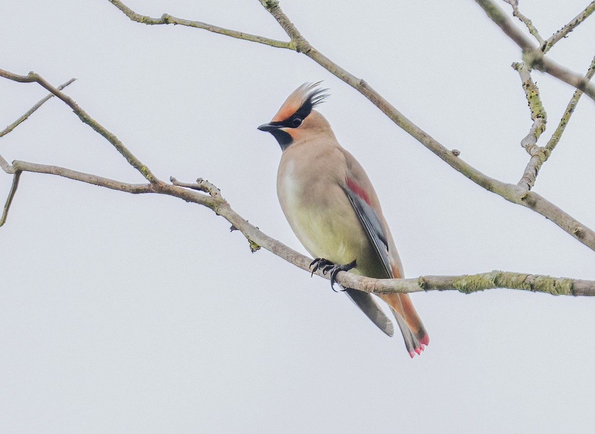 Japanese Waxwing - ML574132281