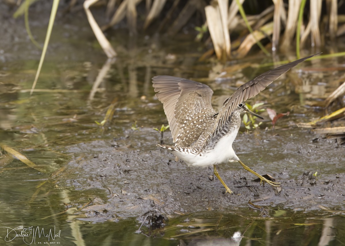 eBird Checklist 5 May 2023 Swan River Preserve, East Patchogue 7 species