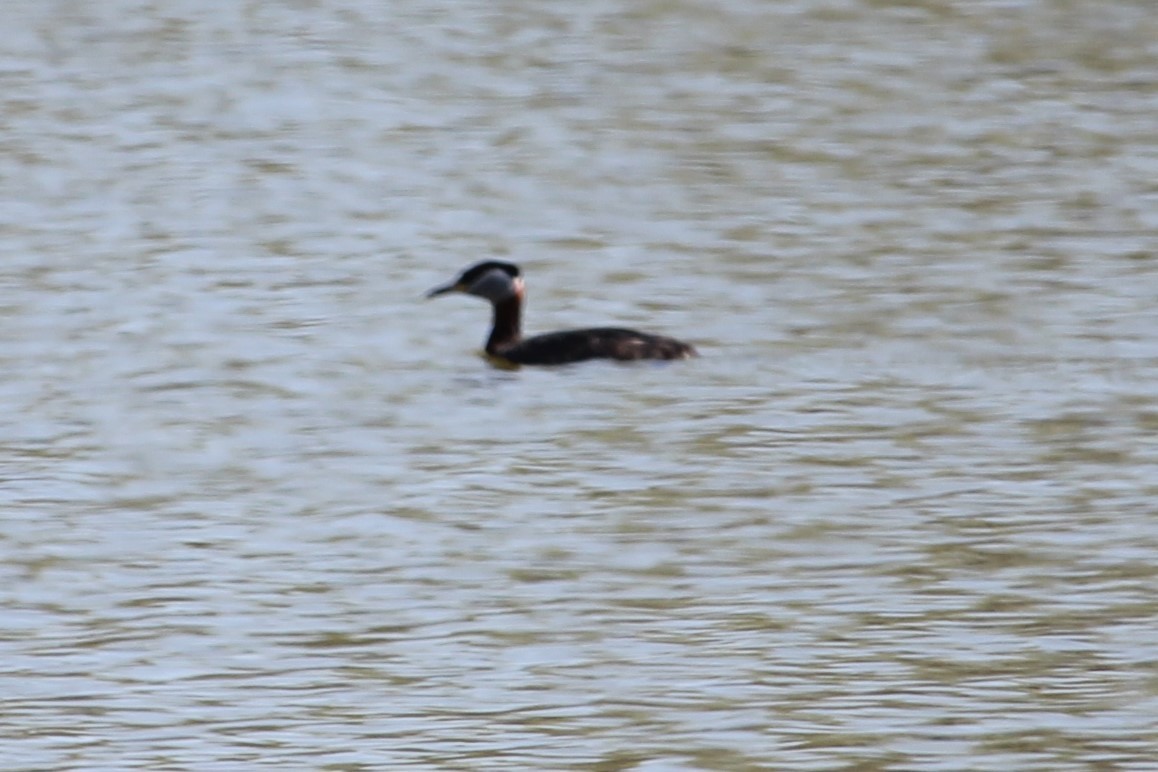 Red-necked Grebe - ML574144191