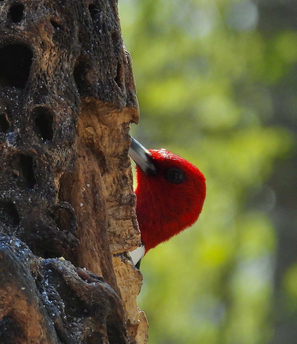Red-headed Woodpecker - ML574146571