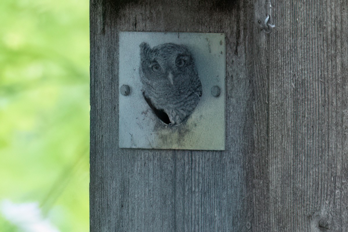 Ebird Checklist May Moraine Hills Sp Mchenry Dam Species