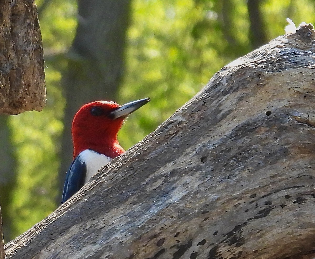Red-headed Woodpecker - ML574147491
