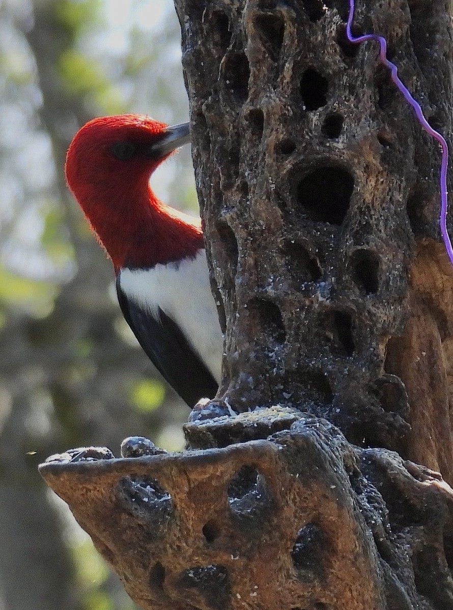Red-headed Woodpecker - ML574147771