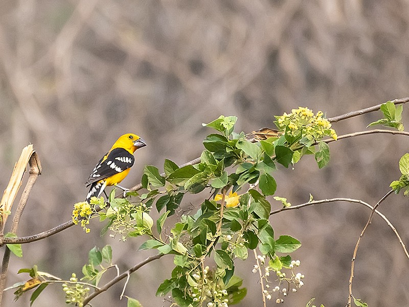 Yellow Grosbeak (Guatemalan) - ML574147981