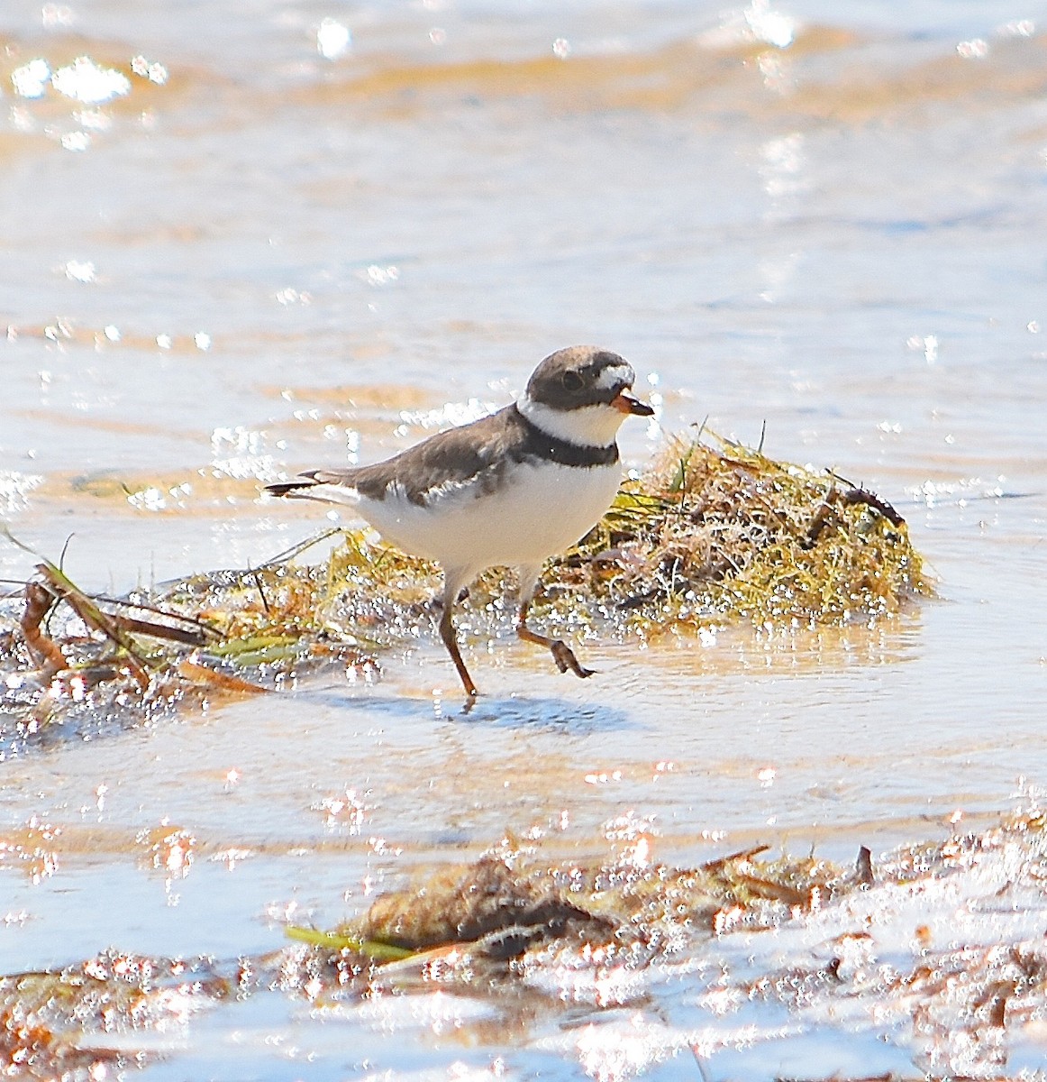 Semipalmated Plover - ML57414881