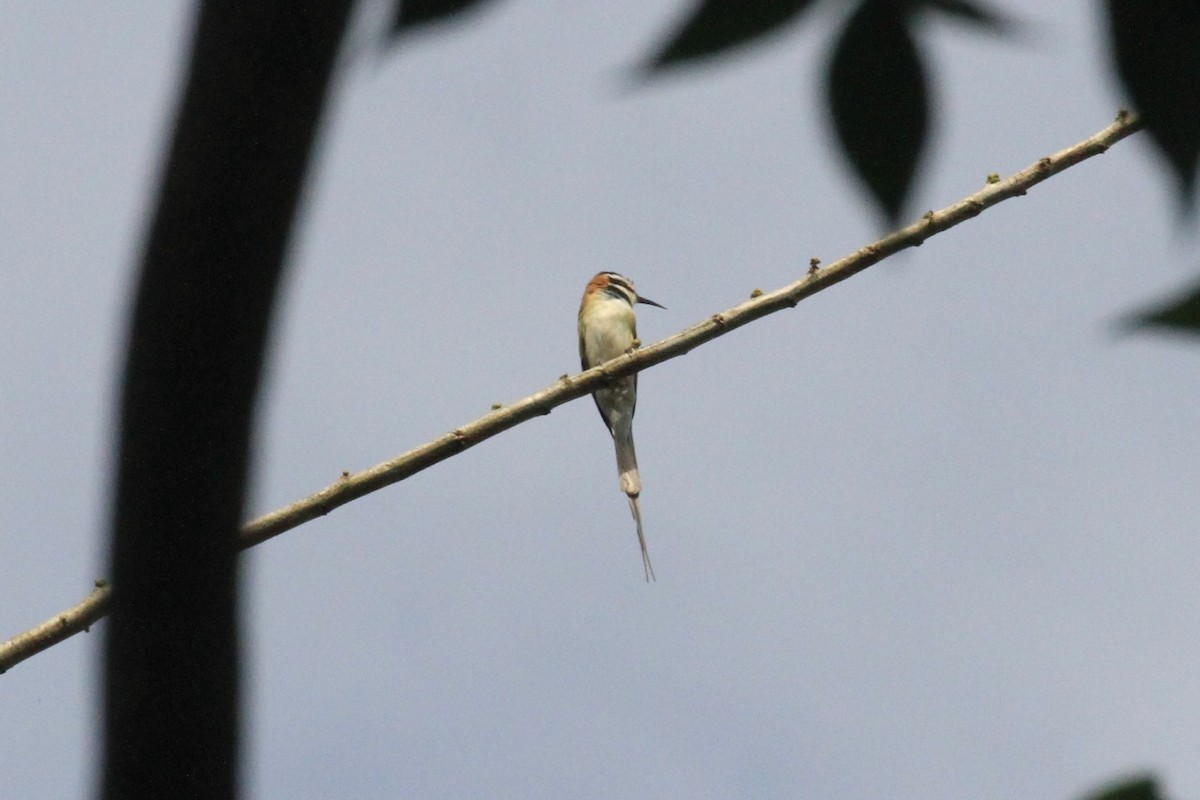 White-throated Bee-eater - ML57414961
