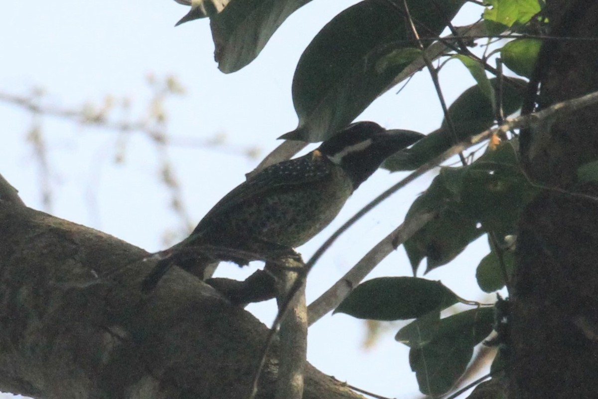 Hairy-breasted Barbet - ML57414981