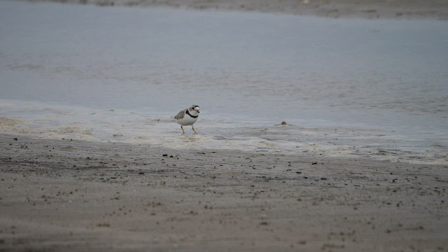 Piping Plover - ML574157261