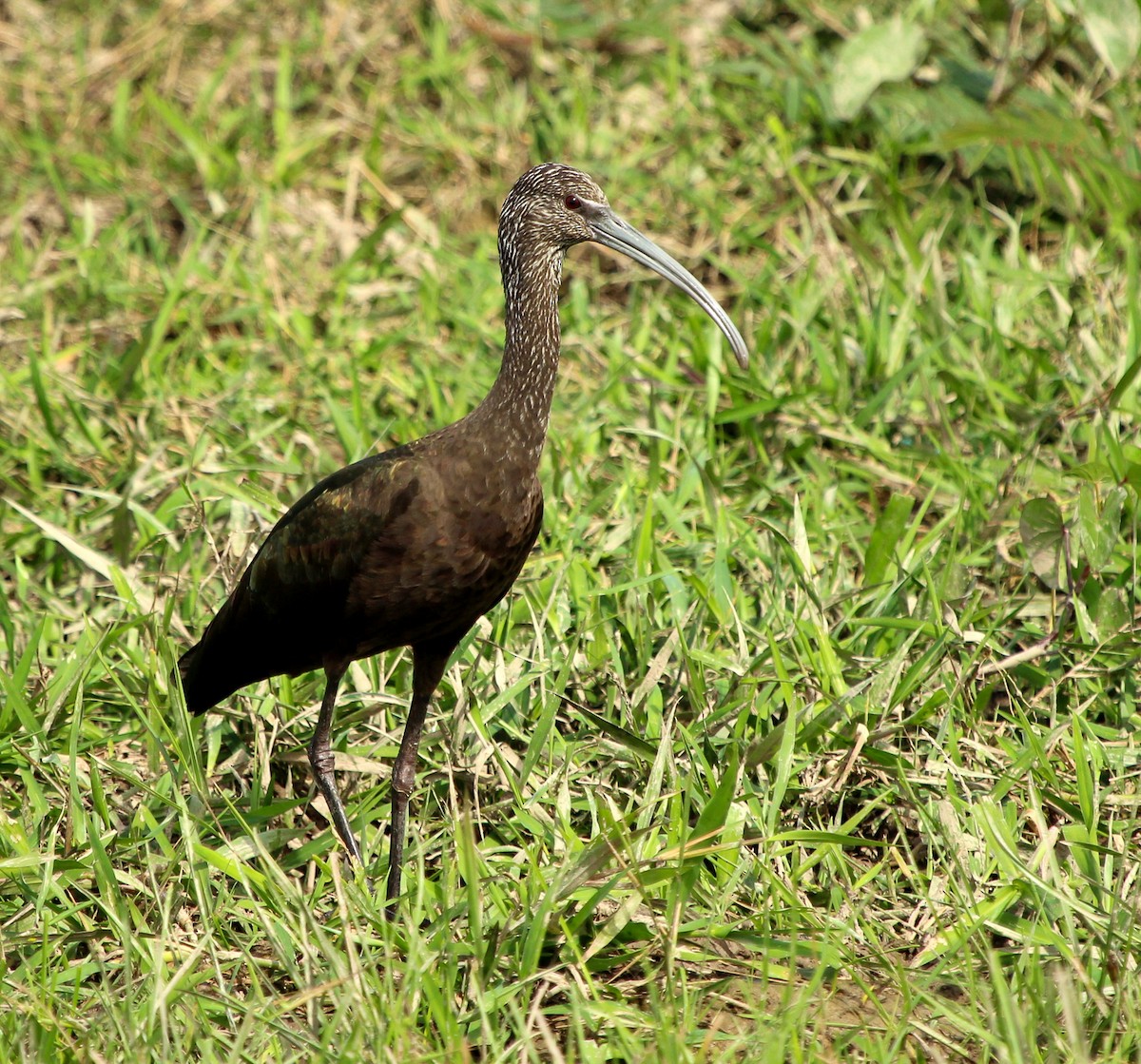 ibis americký - ML574163211