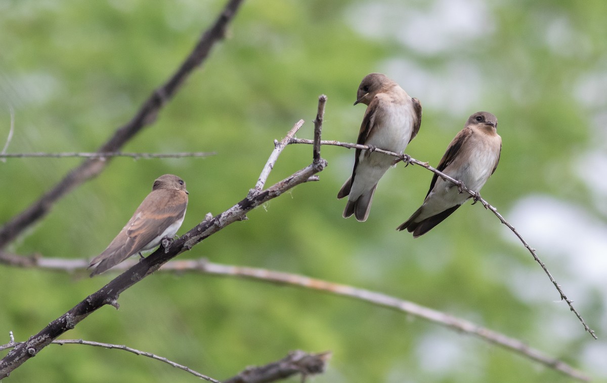 Northern Rough-winged Swallow - ML574164951